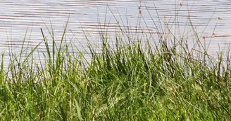 Etang de la Marchette_1 Etang de la Marchette_1