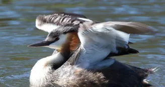 Plusieurs couples de grèbes huppés nichent dans la partie Est du lac