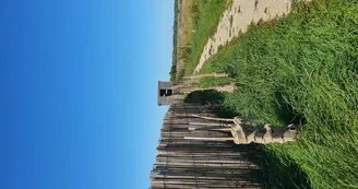 Zone humide Davrey CP Tabéa Posteaux (21).jpg Zone humide Davrey CP Tabéa Posteaux (21).jpg
