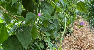 Haricots verts_juillet 2025