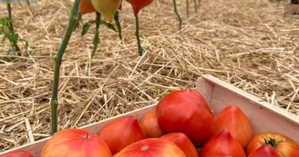 Tomates_Juillet 2025