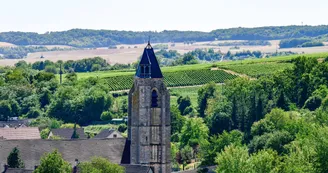 Vignoble (17).jpg Vignoble (17).jpg
