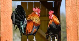 Conservatoire coq gaulois © Olivier Douard 4.jpg Conservatoire coq gaulois © Olivier Douard 4.jpg