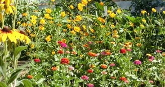 Zinnia lilipus.JPG Zinnia lilipus.JPG