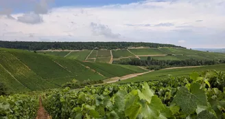Point de vue : Paysage de Champagne.jpg