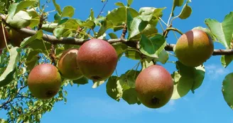 apple-837694_1920.jpg