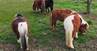 les poneys photo de Pinel Pauline.jpg les poneys photo de Pinel Pauline.jpg