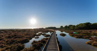 Le bois des Aresquiers Le bois des Aresquiers