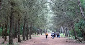 Le bois des Aresquiers Le bois des Aresquiers