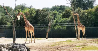 ZooLunaret-avril2022-(9) ZooLunaret-avril2022-(9)