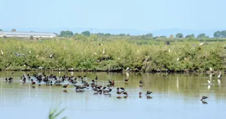La réserve naturelle du Bagnas La réserve naturelle du Bagnas