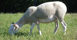 agneau, ferme de Soubiane, Boussan agneau, ferme de Soubiane, Boussan
