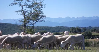 agneaux, ferme de Soubiane, Boussan agneaux, ferme de Soubiane, Boussan