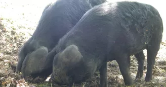 porc noir, ferme de Soubiane, Boussan porc noir, ferme de Soubiane, Boussan
