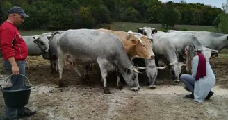 boeuf-gascon--nizan-sur-gesse--produit-local--pyrenees boeuf-gascon--nizan-sur-gesse--produit-local--pyrenees