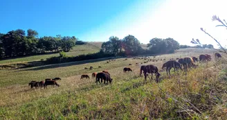 viande, ferme de Mailho Blanc, Boulogne sur Gesse (3)