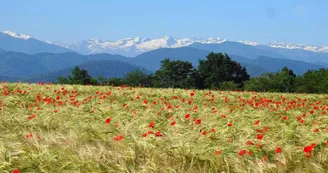 Au-Delà des Cimes Au-Delà des Cimes