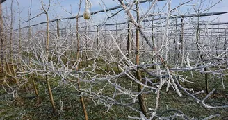 Fruits--Les-Vergers-de-la-Gentille--Pointis-Inard-2 Fruits--Les-Vergers-de-la-Gentille--Pointis-Inard-2