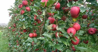 Fruits--Les-Vergers-de-la-Gentille--Pointis-Inard Fruits--Les-Vergers-de-la-Gentille--Pointis-Inard