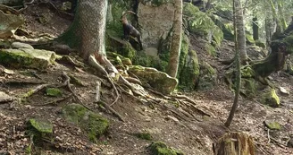 aranpark-isard-saintmamet-pyrenees31 aranpark-isard-saintmamet-pyrenees31