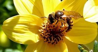 Abeilles Abeilles