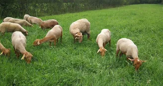 La ferme des mille Pas, Terrebasse La ferme des mille Pas, Terrebasse