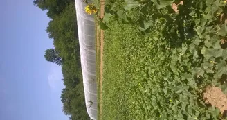 Légumes, Le moulin de Saman, Saman (2)