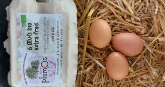 Ferme Plumoc Aurignac - oeufs (2)
