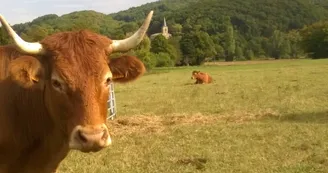 Vaches Limousines
