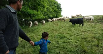 viande, la ferme des hauts coteaux, Saint-Plancard viande, la ferme des hauts coteaux, Saint-Plancard