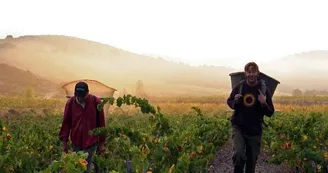 DOMAINE GRAND GUILHEM DOMAINE GRAND GUILHEM