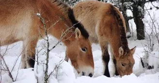 Sous la neige les chevaux de Przeswalski cherchent leur ration alimentaire