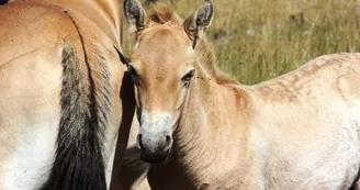Poulain de Przewalski près de sa mère