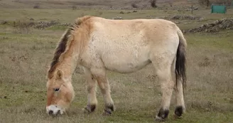 Cheval de Przewalski avec son poil d'hiver