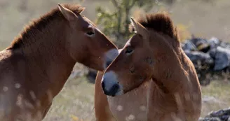 Les chevaux de Przewalski