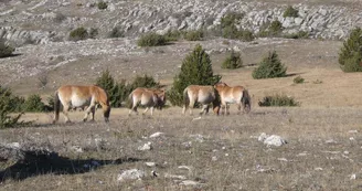 Les Chevaux de Przewalski en pâturage sur l'enclos de Nivoliers - decembre2019