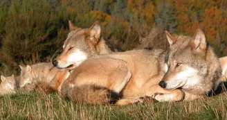 Loups du Gévaudan