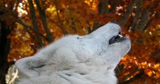 Loups du Gévaudan