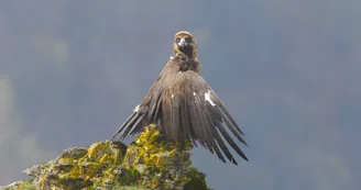Vautour Moine Vautour Moine