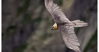 Gypaète Barbu Gypaète Barbu