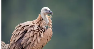Vautour Fauve Vautour Fauve
