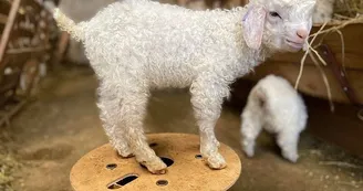 Chevreau angora