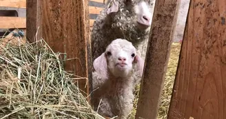 Chèvres angora de l'Agricultur'elle