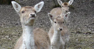 Parc animalier de la Bannie