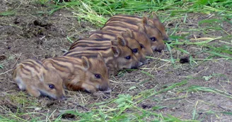 Parc animalier de la Bannie