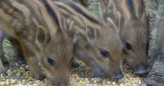Parc animalier de la Bannie