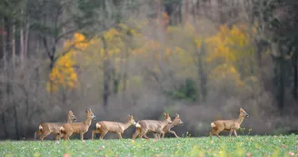 Parc animalier de la Bannie
