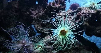 400-anemones_800
