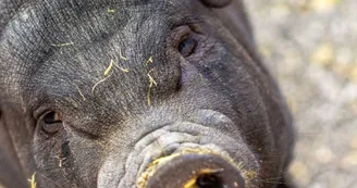 Ferme animalière d'Auriol_Auriol