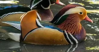 Ferme animalière d'Auriol_Auriol